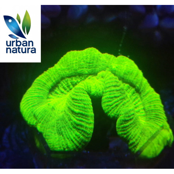 Trachyphyllia Apple Ultra M