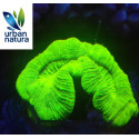 Trachyphyllia Apple Ultra M 