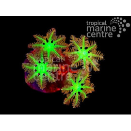 CLAVULARIA SP CLOVE POLYP CENTRE VERD L (CORNULARIA SP)