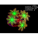 CLAVULARIA SP CLOVE POLYP CENTRE VERD L (CORNULARIA SP)