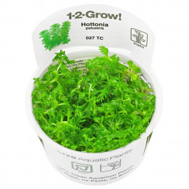 Hottonia palustris 1-2-Grow! Tropica