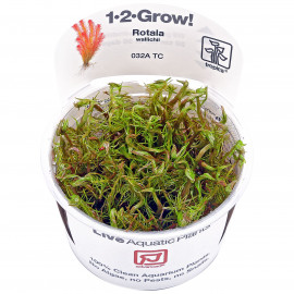 Rotala wallichii 1-2-Grow! tropica