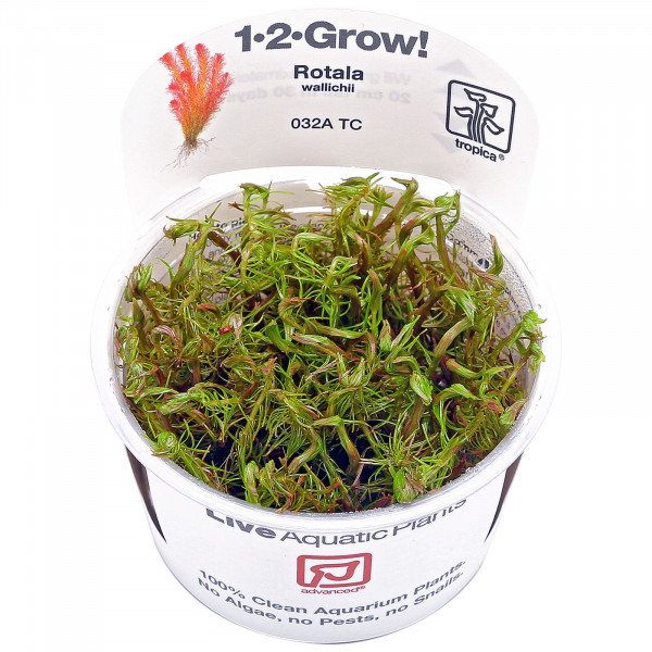 Rotala wallichii 1-2-Grow! tropica