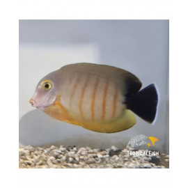 Acanthurus tristis M