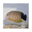 Acanthurus tristis M