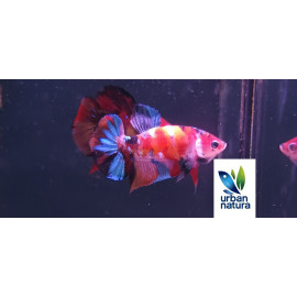 betta macho plakat nemo koi galaxia thai