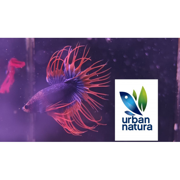 Betta mascle crowntail THAI