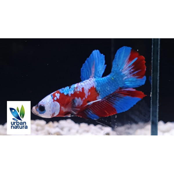 betta Macho Triband HM PK Grado AAA THAI