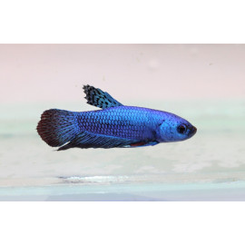 Betta Plakat Alien Blue Macho L