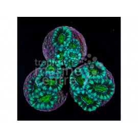 Acanthastrea greenie esqueje CITES: 22PTLX00600I