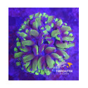 euphyllia ancora two tones alien gold 