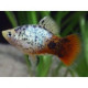 Platy calico Xiphoporus maculatus