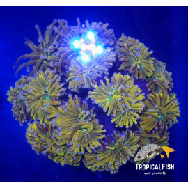 EUPHYLLIA GLABRESCENS TORCH BLUE TIGER 1 CABEZA CITES: 22es00280130256173