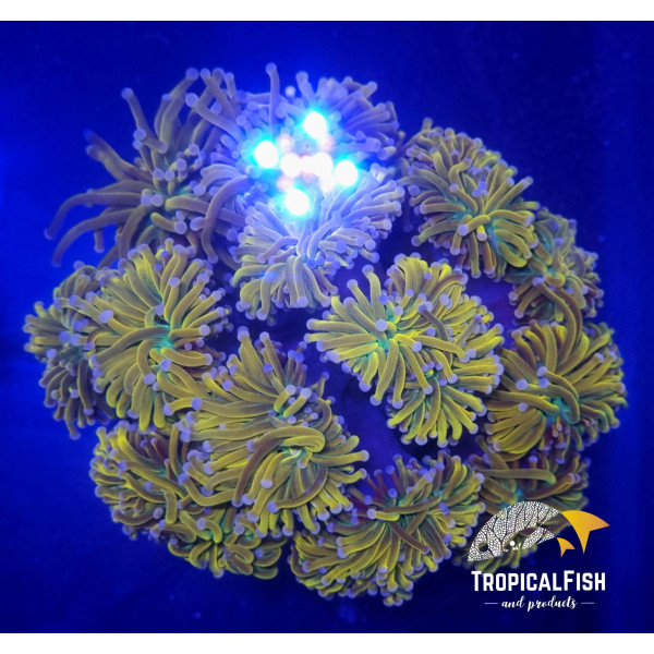 EUPHYLLIA GLABRESCENS TORCH BLUE TYGER 1 CABEZA