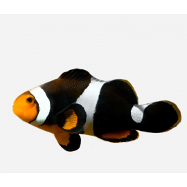 Amphiprion percula Onyx Parella