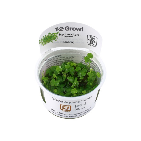 Hydrocotyle tripartita 1-2-Grow! TROPICA