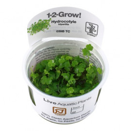 Hydrocotyle tripartita 1-2-Grow! TROPICA