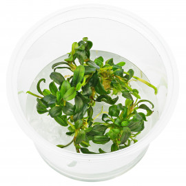 Bucephalandra sp. ’Needle Leaf’ 1-2-Grow! limited edition tropica