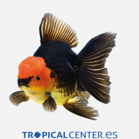 Oranda tricolor L