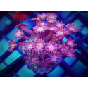 Goniopora pinkish esqueje 