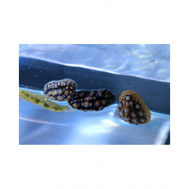 Nudibranquio surtido