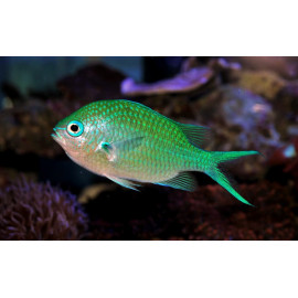 CHROMIS VIRIDIS L