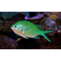 CHROMIS VIRIDIS 3-5CM (CHROMIS VIRIDIS)