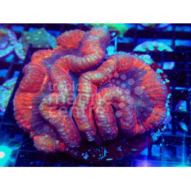 Lobophyllia Australia L surtida CITES:22es00280137129619