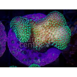 stylophora green neon esqueje