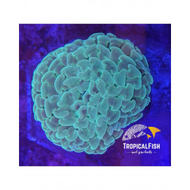 Euphyllia ancora nEON cites: 2es002801371296197