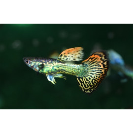 guppy macho mosaic green