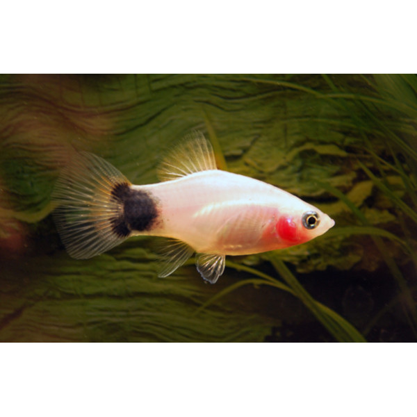Platy Mickey Mouse White