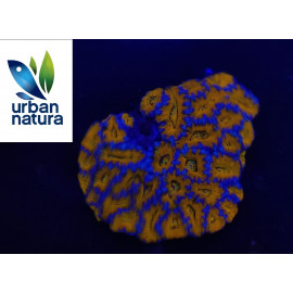 Acanthastrea lordowenis Tricolor orange blue XL CITES: 22es002801371296197