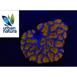 Acanthastrea lordowenis Tricolor orange blue XXL