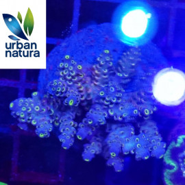 Acropora Premium Indonesia Blue CITES: Es-mt-50380/23i