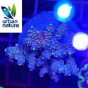 Acropora Premium Indonesia Blue 