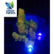 Acropora Premium Indonesia Blue