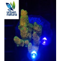 Acropora Premium Indonesia Gold 