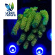 Acropora Premium Indonesia Gold