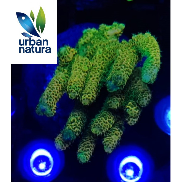 Acropora Premium Indonesia Gold