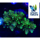 Acropora Premium Indonesia Lime