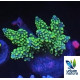 Acropora Premium Indonesia Green