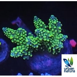 Acropora Premium Indonesia Green 2 CITES: Es-mt-50380/23i