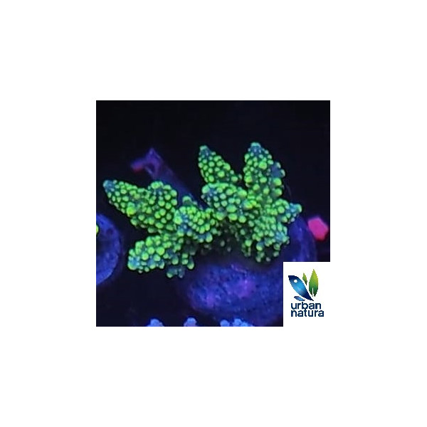 Acropora Premium Indonesia Green