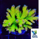 Acropora Premium Indonesia Green 2