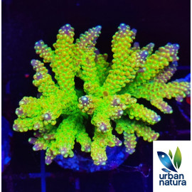 Acropora Premium Indonesia Yellow Green CITES: Es-mt-50380/23i