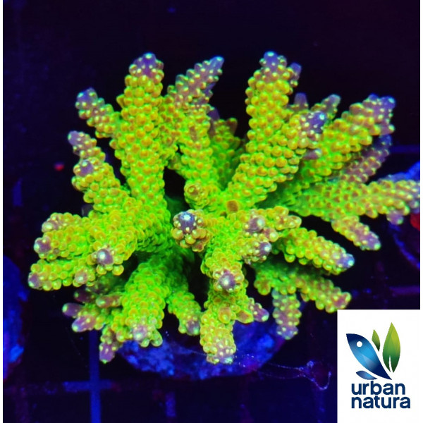 Acropora Premium Indonesia Green 2