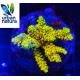 Acropora Premium Indonesia Yellow Green