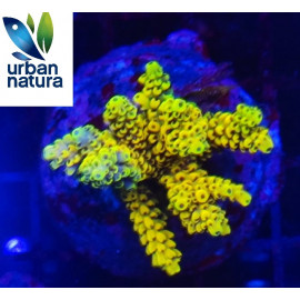 Acropora Premium Indonesia Golden CITES: Es-mt-50380/23i