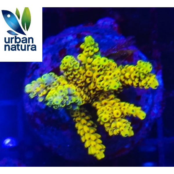 Acropora Premium Indonesia Yellow Green